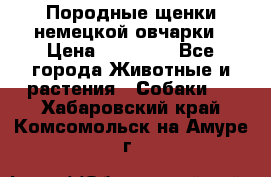 Породные щенки немецкой овчарки › Цена ­ 24 000 - Все города Животные и растения » Собаки   . Хабаровский край,Комсомольск-на-Амуре г.
